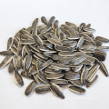 High Quality Sunflower Seed 5009  Market Price For Sale with Export Sunflower Seeds